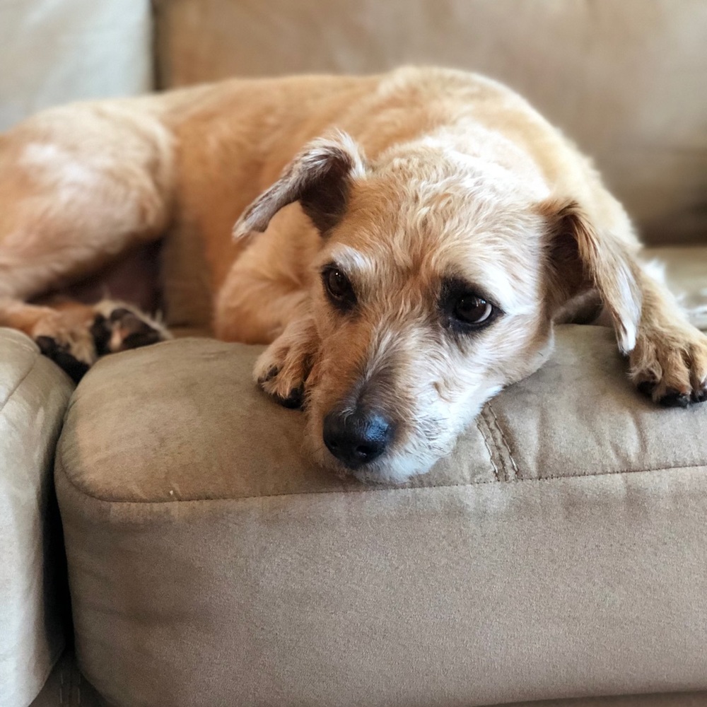 Meet your Posher, Caralyn